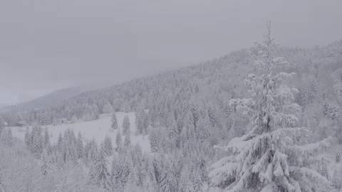 Flight over winter pine forest Stock Footage 100980676