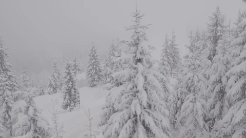 Flight over winter pine forest Stock Footage 100980686