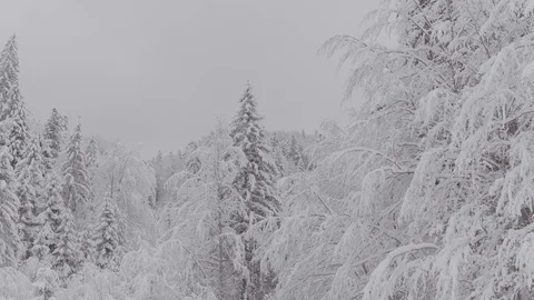 Flight over winter pine forest Stock Footage 100980767