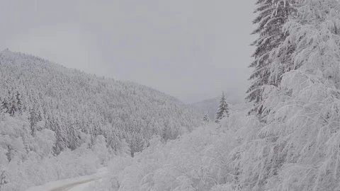 Flight over winter pine forest Stock Footage 100980777