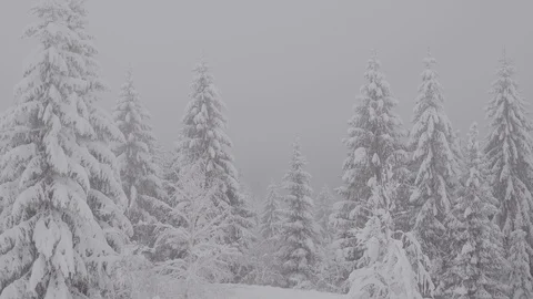 Flight over winter pine forest Stock Footage 100980782