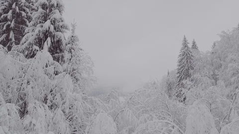 Flight over winter pine forest Stock Footage 100980786