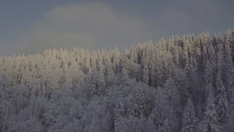 Flight over winter pine forest Stock Footage 100980846