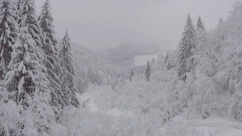 Flight over winter pine forest Stock Footage 100980850
