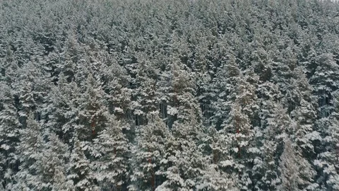 Flight over the winter pine forest Stock Footage 124794084