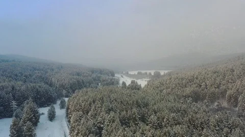 Flight over the winter pine forest Stock Footage 124794209