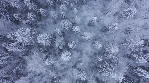 Flight over winter snowy forest Stock Footage 148077052