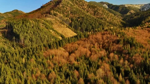 Flight Over The Wood Video stock 128333616