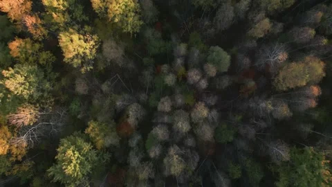 Flight over the woods Stock Footage 223257771