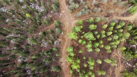 Flight over woods, natural background in motion .Vertical view of the trees in Stock Footage 165793077