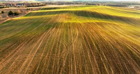 Flight over the yellow green grass hills and fields at sunset rays of sun Stock Footage 238782409