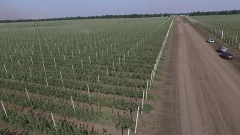Flight over a young apple orchard 動画素材 81145920