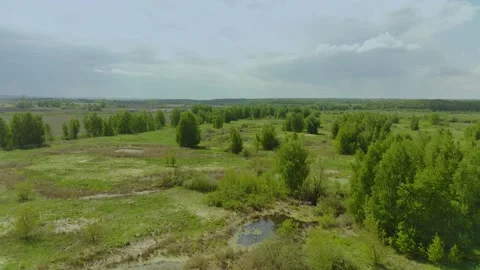 Flight over a young forest and green grass Stock Footage 275895031