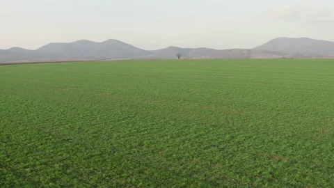 Flight over a young wheat field with hills in the background Stock Footage 150409432