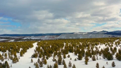 Flight over a young winter forest Video stock 126846302