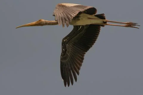 A Flight of a Painted Stork Stock Photos