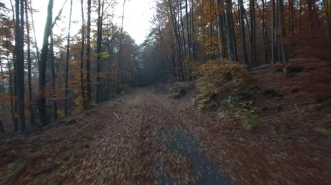 Flight in the the palatina forest 動画素材 56562199