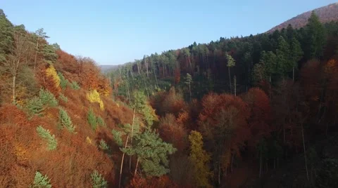 Flight in the the palatina forest 動画素材 56564893