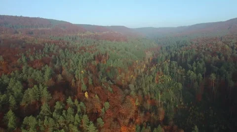 Flight in the the palatina forest 動画素材 56565119