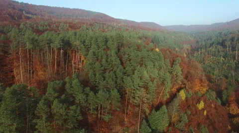 Flight in the the palatina forest 動画素材 56565375