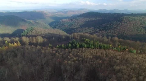 Flight in the the palatina forest 動画素材 56935350