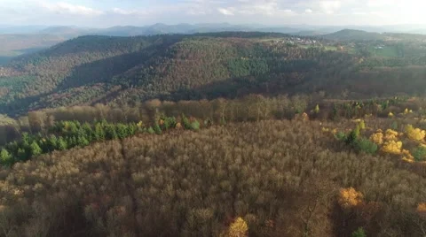 Flight in the the palatina forest 動画素材 56936356