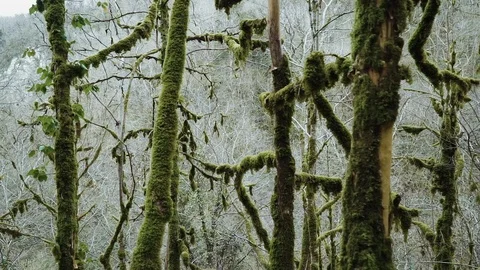 Flight past winding shaggy branches in the mysterious foggy forest. 스톡 동영상 113772611