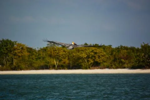 A Flight of a Pelican Stock Photos