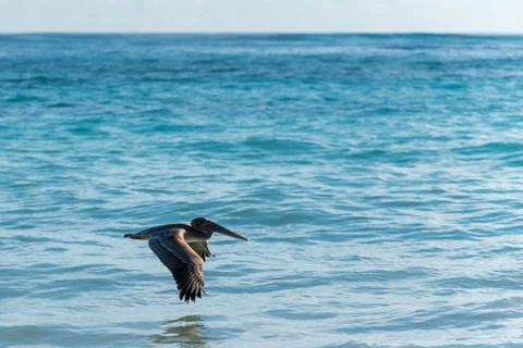 Flight of the Pelican Stock Photos