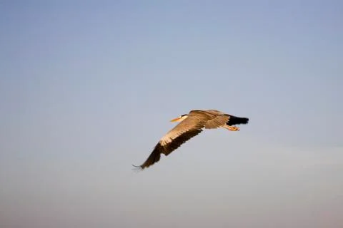 Flight Stock Photos