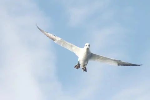 In Flight Stock Photos