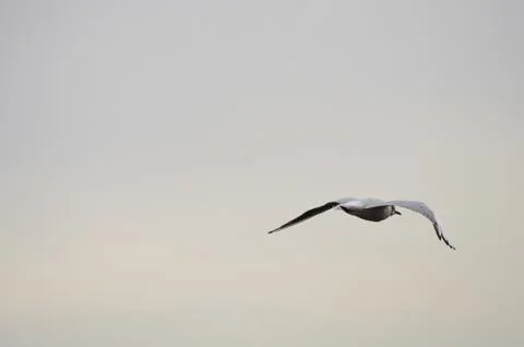 Flight Stock Photos
