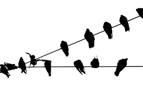Flight of pigeons having a rest on lantern wires Stock Photos