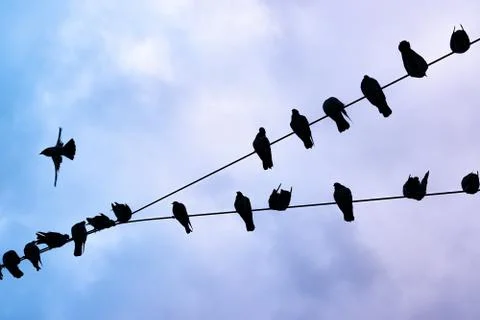 Flight of pigeons having a rest on lantern wires Stock Photos