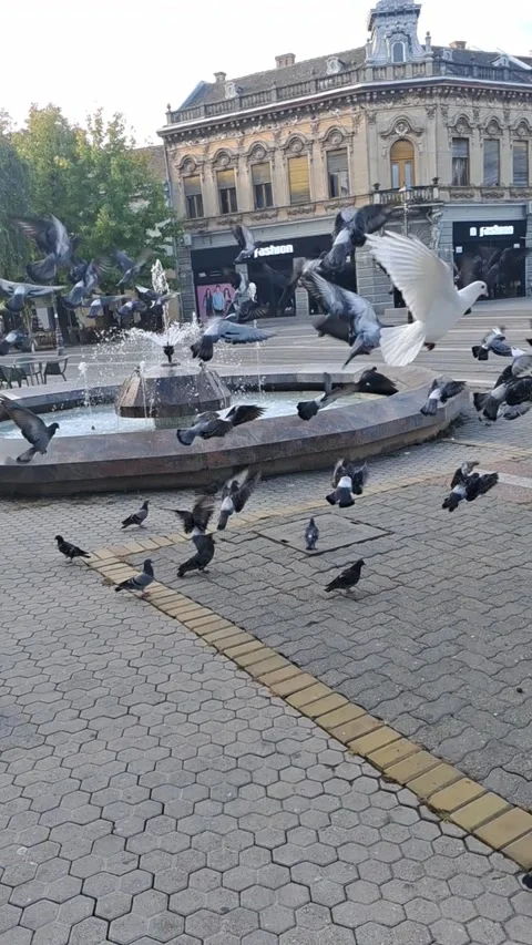 Flight of Pigeons in Slow Motion Video stock 253720998