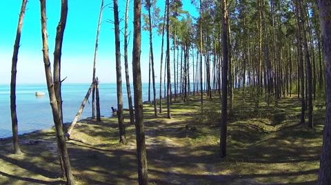 Flight in a pine forest between the trees. Stock Footage 49164175