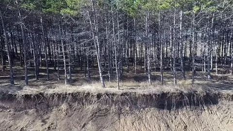 Flight to pine forest Video stock 81424477