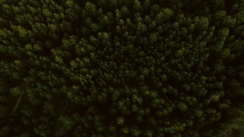 Flight pine forest. Video from drone. Tree tops. Video stock 123503860