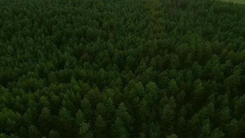 Flight pine forest. Video from drone. Tree tops. Stock Footage