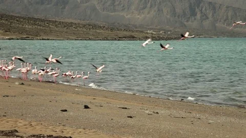Flight of pink flamingos Stock-Footage 73664706