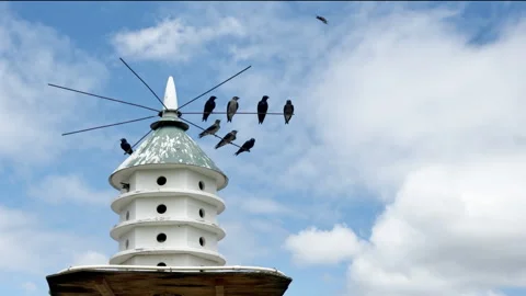 A flight of Purple Martins in real time surround their multi-tiered castle .. Stockbeeldmateriaal 337578602