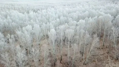 Flight of the quadcopter above the trees in the forest Stock Footage 82752621