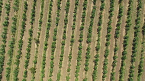 Flight of a quadcopter over a farm. The tree plantation is planted in many rows Stock Footage 285538671