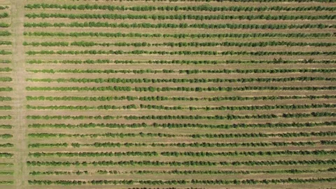 Flight of a quadcopter over a farm. The tree plantation is planted in many rows Stock Footage 285538674