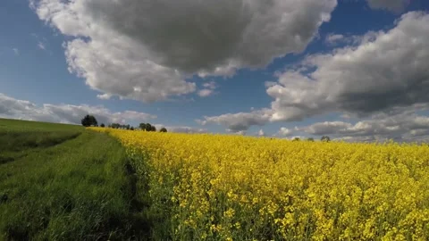 Flight of a quadcopter over a field of rapeseed blooming with Green grass. 4K Stock Footage 140382012