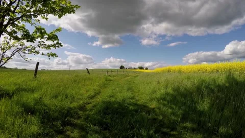 Flight of a quadcopter over a field of rapeseed blooming with Green grass. 4K Stock Footage 140382022