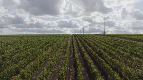 Flight of a quadrocopter over the even rows of a huge field planted Stock Footage 270059480