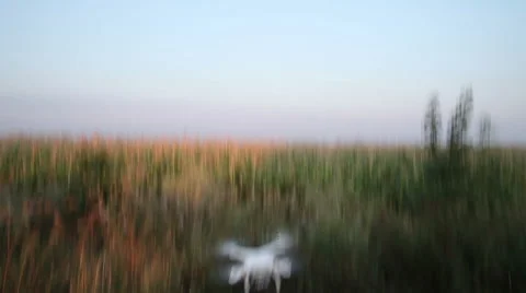 Flight Quadrocopters Over Corn Field Vídeo Stock 53812685