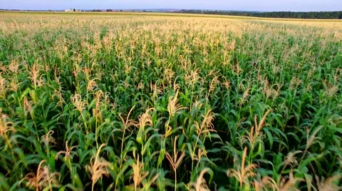 Flight to Quadrocopters Over a Field of Corn Video stock 53587773