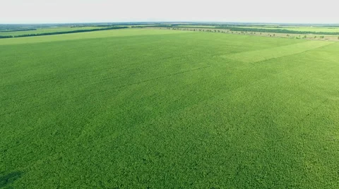 Flight to Quadrocopters Over Fields at Sunset. 動画素材 53804636